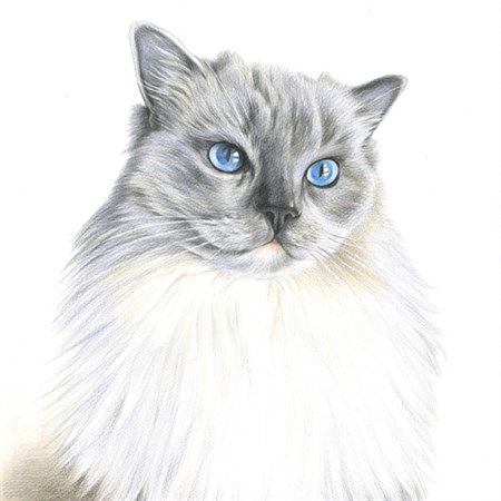 Hand Drawn Color Pencil of A Gray Cat from Its Photo - myDaVinci